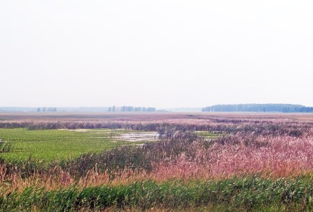 SIBERIA 2°, 190 (DE TOMKS A OMSK) PASAMOS POR REGIONES MUY PANTANOSAS...