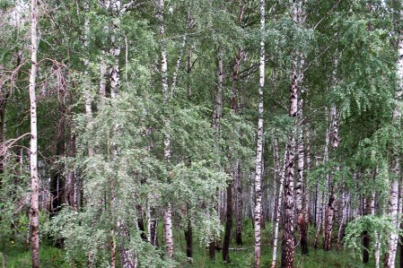 SIBERIA 2°, 194 (DE TOMKS A OMSK) ATRAVESAMOS KILOMETROS Y KILOMETROS DE ABEDULES...
