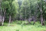 SIBERIA 2°, 196 (DE TOMKS A OMSK)... HEMOS ENTRADO EN ESTOS BOSQUES DE ABEDULES, PERO ES UN VERDADERO INFIERNO POR CULPA DE LOS MOSQUITOS