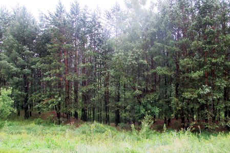 SIBERIA 2°, 197 (DE TOMKS A OMSK) TAMBIEN VEMOS ALGUNOS BOSQUES DE ABETOS