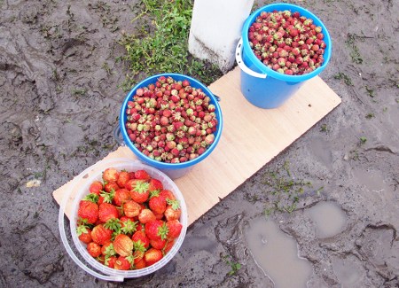 SIBERIA 2°, 202 (DE TOMKS A OMSK) FRESAS SALVAJES Y DE JARDIN…