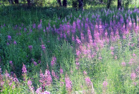 SIBERIA 2°, 234 (DE EKATERINBURG A KAZAN) …Y FLORIDO...