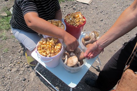 SIBERIA 2°, 236 (DE EKATERINBURG A KAZAN) LAS SETA MAS COMUNES SON LOS BOLETOS Y LAS CANTARELAS