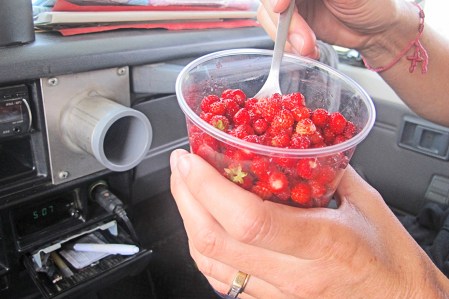 SIBERIA 2°, 238 (DE EKATERINBURG A KAZAN) COMIENDO ESTAS DELICIOSAS FRESAS SALVJES LAS DISTANCIAS SE HACE MAS CORTAS
