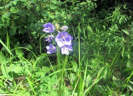 RUSIA 2° ENTRADA 45 (DE MOSCU A SAN PETESBURGO) RODEADOS DE NATURALEZA, FLORES 1