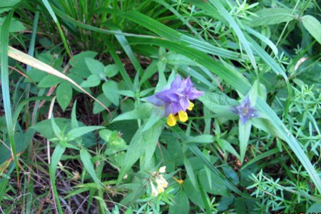 RUSIA 2° ENTRADA 46 (DE MOSCU A SAN PETESBURGO) RODEADOS DE NATURALEZA, FLORES 2