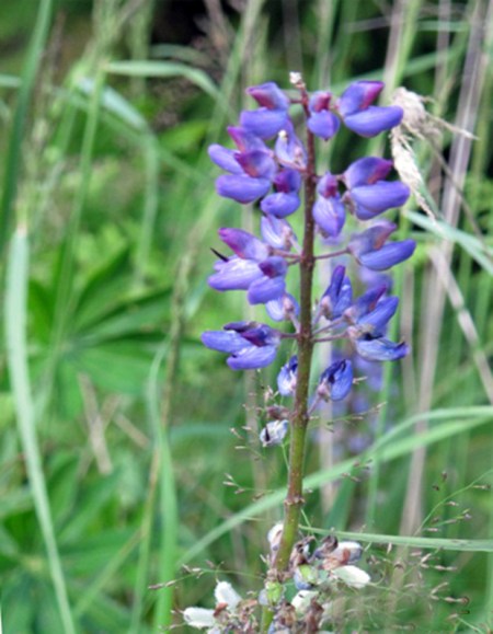 RUSIA 2° ENTRADA 47 (DE MOSCU A SAN PETESBURGO) RODEADOS DE NATURALEZA, FLORES 3