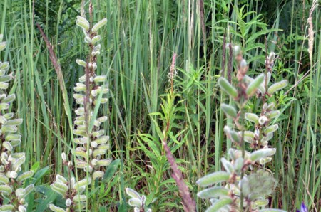 RUSIA 2° ENTRADA 48 (DE MOSCU A SAN PETESBURGO) NATURALEZA RODEADOS DE NATURALEZA, FLORES 4