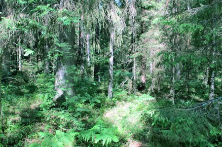 RUSIA 2° ENTRADA 51 (DE MOSCU A SAN PETESBURGO) RODEADOS DE NATURALEZA, BOSQUES 2