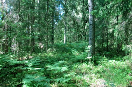 RUSIA 2° ENTRADA 52 (DE MOSCU A SAN PETESBURGO) RODEADOS DE NATURALEZA, BOSQUES 3