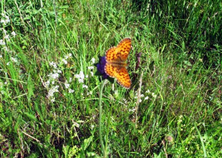 RUSIA 2° ENTRADA 54 (DE MOSCU A SAN PETESBURGO) NATURALEZA RODEADOS DE NATURALEZA, MARIPOSAS 1