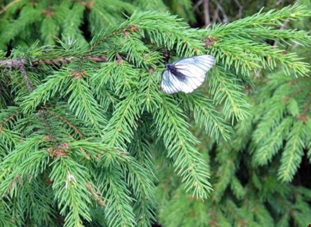 RUSIA 2° ENTRADA 57 (DE MOSCU A SAN PETESBURGO) RODEADOS DE NATURALEZA, MARIPOSAS 3