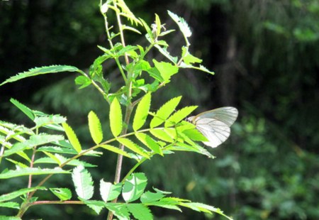 RUSIA 2° ENTRADA 58 (DE MOSCU A SAN PETESBURGO) NATURALEZA RODEADOS DE NATURALEZA, MARIPOSAS 4