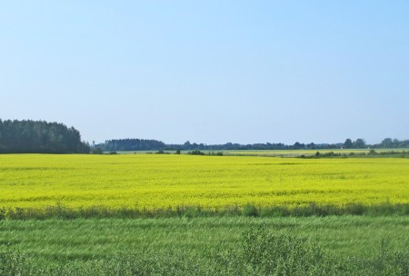 ESTONIA 11 (EN TRANSITO HACIA LITUANIA) PAISAJE RURAL 6