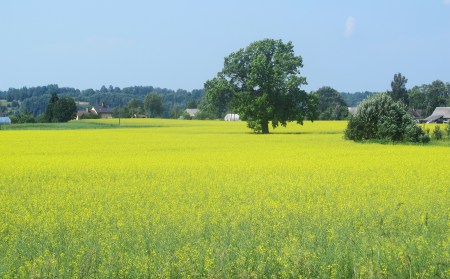 ESTONIA 14 (EN TRANSITO HACIA LITUANIA) PAISAJE RURAL 9