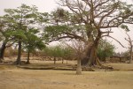 MALI 103 (DJÉNNÉ - MOPTI) POBLADO CON UN ARBOL SAGRADO