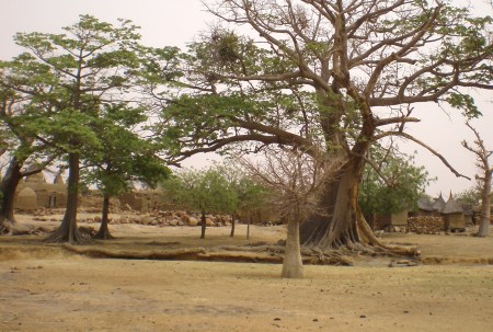 MALI 103 (DJÉNNÉ - MOPTI) POBLADO CON UN ARBOL SAGRADO