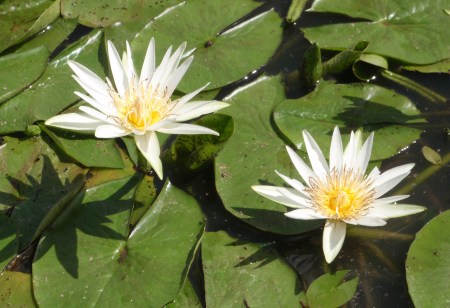 MALI 129 (DE MOPTI POR PISTA A TOMBUCTU) KONNA, NENUFARES BLANCOS
