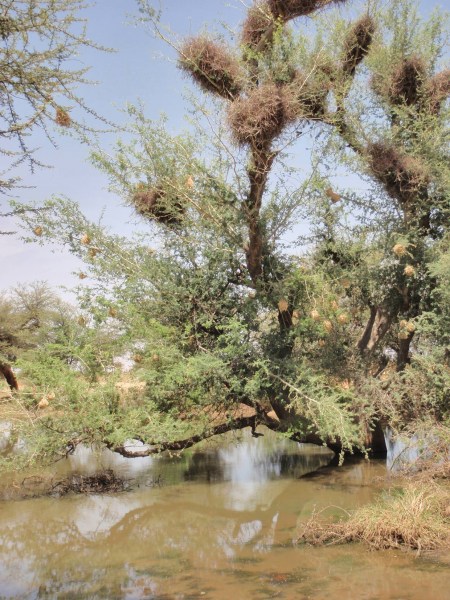 MALI 131 (DE MOPTI POR PISTA A TOMBUCTU) KONNA, TODA LA ZONA ES PANTANOSA
