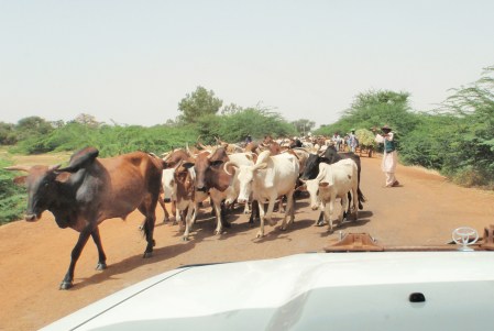 MALI 132 (DE MOPTI POR PISTA A TOMBUCTU) DOUENTZA, ANTES DE LLEGAR A LA CIUDAD NOS CRUZAMOS UN REBAÑO DE CEBUS