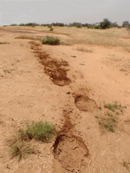 MALI 161 (LOS ELEFANTES DEL DESIERTO DE GURMA) SEGUIMOS UNAS HUELLAS FRESCAS, SON LOS ELEFANTES QUE VIVEN MAS AL NORTE DE AFRICA
