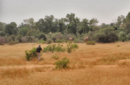 MALI 165 (LOS ELEFANTES DEL DESIERTO DE GURMA) QUEDAN EN TOTAL TAN SOLO 350 ELEFANTES, SE HAN ADAPTADO A VIVIR CON POCA A AGUA, Y CON TEMPERATURAS QUE PUEDEN SUPERAR LOS 50° C.