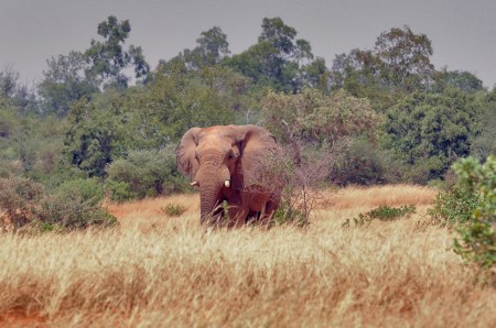 MALI 167 (LOS ELEFANTES DEL DESIERTO DE GURMA) ES UNA ESPECIE DE ELEFANTE AFRICANO ADAPTADA DURANTE SIGLOS A LAS CONDICIONES DESERTICAS