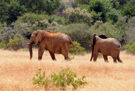 MALI 169 (LOS ELEFANTES DEL DESIERTO DE GURMA) LOS MACHOS UTILIZAN SOLO UN CUARTO DEL AREA DE DISTRIBUCION QUE LAS HEMBRAS, POSIBLEMENTE SEA PORQUE LAS HEMBRAS SON MAS RECELOSAS DE LOS SERES HUMANOS, O PORQUE BUSCAN OTROS TIPOS DE VEGETACION