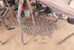 MALI 179 (TUAREG EN EL DESIERTO DE GURMA) UNA ESPECIE DE TUBERCULO QUE RECOGEN PARA COMER