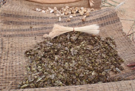 MALI 180 (TUAREG EN EL DESIERTO DE GURMA) RECCOLECTAN UN ESPECIE DE ALGARROBAS COMESTIBLES