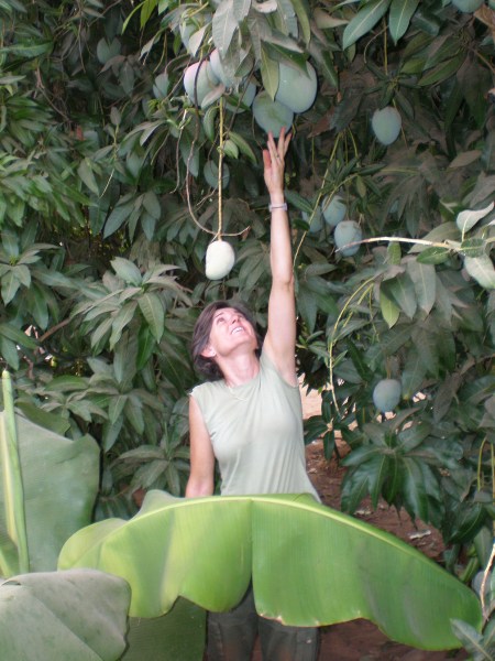 MALI 47 (MANANTALI) MANGOS A GOGO