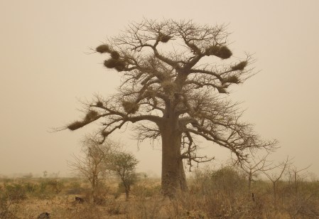MALI 76 (DE BAMAKO EN RUTA A DJÉNNÉ) UN BAO-BAD LLENO DE NIDOS