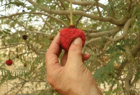 MALI 77 (DE BAMAKO EN RUTA A DJÉNNÉ) A ESTE FRUTO SE PROTEJE DEL CALOR CREANDO A SU ALREDEDOR DE EL UNA ESPECIE DE MOPA DE ALGODON PAR HACER UNA CAMARA DE AIRE