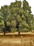 MALI 79 (DE BAMAKO EN RUTA A DJÉNNÉ) UN HERMOSO MANGO, PARECE SER QUEV SOLO LAS OBEJAS SE APROVECHAN DE LOS FRUTOS CAIDOS