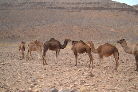 MARRUECOS 21 (LAS DUNAS DEL OASIS DE OUZINA) CAMELLOS DEL OASIS