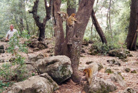 MARRUECOS 3 (AZROU) ENTRE LOS MONOS DEL ANTI-ATLAS