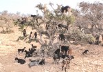 MARRUECOS 33 (ESSAGUIRA) ALGO INCREIBLE, PERO COMUN EN LA REGION, LAS CABRAS COMIENDO EN LA COPA DE LOS ARBOLES DE ARGAN