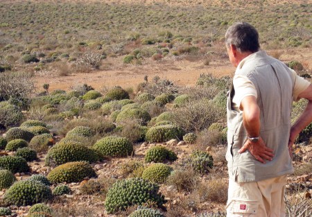 MARRUECOS 34 (EN LA REGION DE SIDI-IFNI) IMPRESIONANTES CAMPOS DE LA EUPHORBIA ECHINUS