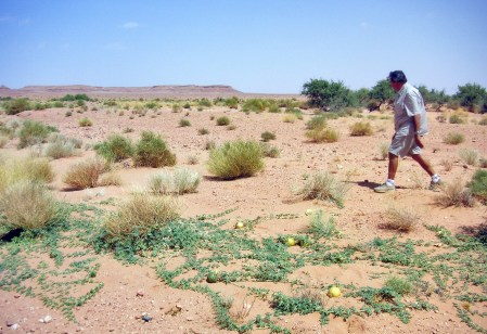 PISTAS HACIA MERZOUGA) ENCONTRAMOS SANDIAS SALVAJES