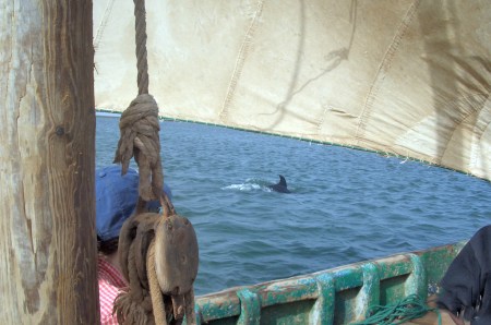 MAURITANIA 21 (BANC D’ARGUIN-PASEO EN BARCA A VELA) 2