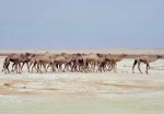 MAURITANIA 25 (BANC D’ARGUIN) SE VEN ALGUNOS CAMELLOS