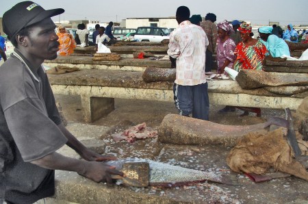 MAURITANIA 44 (NOUAKCHOT-PUERTO PEQUERO) BANCOS PARA LA LIMPIEZA DE PESCADO