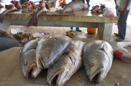 MAURITANIA 45 (NOUAKCHOT-PUERTO PEQUERO) HAY MUCHA PESCA, ESTAS CORBINAS PESAN MAS DE 15 KG. CADA UNA
