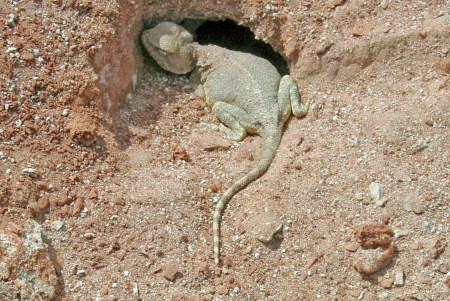 SAHARA OCCIDENTAL 11 (BUCRAA) LO UNICO VIVO QUE HEMOS VISTO EN LAS MINAS