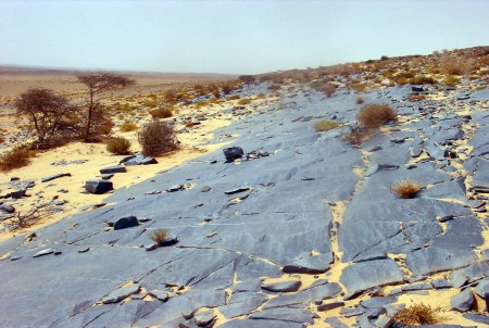 SAHARA OCCIDENTAL 5 (AL SUR DE SMARA LA REGION DE RIO ZELUAN) EN ESTA LARGA PARED SEMIINCLINADA SE ENCUENTRAN UNA VARIEDAD MUY GRANDE DE PETOGRIFICOS PREISLAMICOS