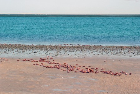 SENEGAL 17 (LA LANGUE DE BARBARIE) ES UN LUGAR IDEAL PARA LA REPRODUCCION DE LAS TORTUGAS MARINAS