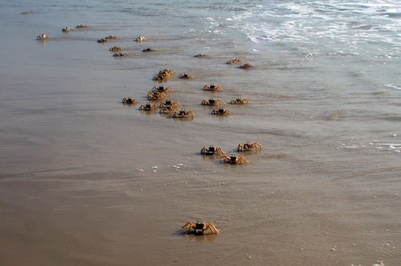 SENEGAL 18 (LA LANGUE DE BARBARIE) HAY CANGREJOS POR TODAS PARTES...