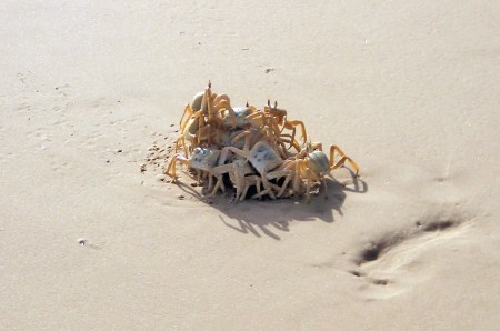 SENEGAL 19 (LA LANGUE DE BARBARIE) ...SON UNOS VERDADEROS CARRONEROS, DEJAN LA PLAYAS LIMPIAS DE TODO LO RESTO ORGANICO