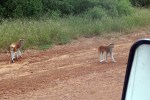 SENEGAL 38 (LA PETITE-CÔTE - JOAL Y FADIOUTH) SE NOS CRUZAN ALGUNOS ANIMALES POR LA PISTA
