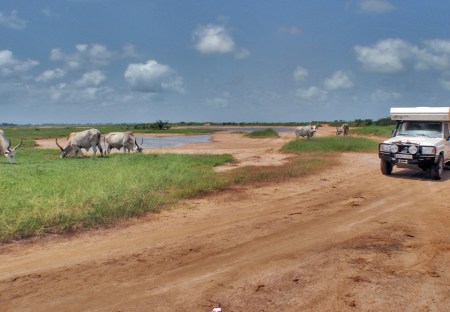 SENEGAL 41 ( AL ESTE RUMBO KAOLACK) UN REBAÑO DE LOS TIPICOS CORNILARGOS AFRICANOS